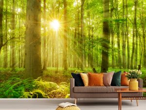 Zelena šuma sa suncem — tapeta priroda