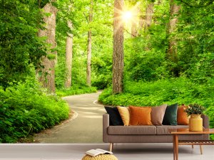 Sunčana Staza Kroz Zelenu Šumu — tapeta priroda