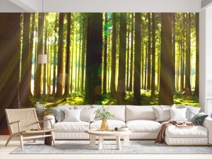 Stubovi Sunčane Šume — tapeta priroda